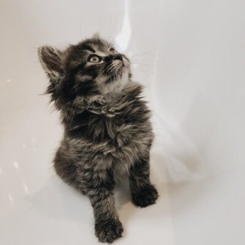 pexels-mathilde-langevin-6257816